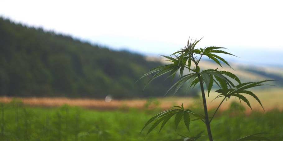 What is Hemp Bioplastic and What Are the Benefits?